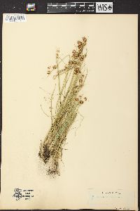 Juncus nodosus image