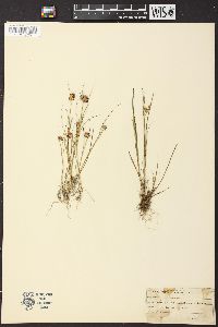 Juncus nodosus image