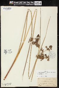 Juncus roemerianus image