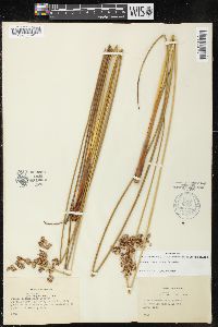 Juncus roemerianus image