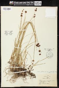 Juncus ensifolius var. montanus image