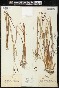 Juncus ensifolius var. montanus image