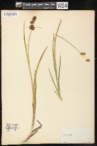 Juncus ensifolius var. montanus image