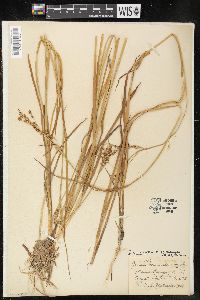 Juncus ensifolius var. montanus image