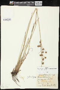 Juncus scirpoides image