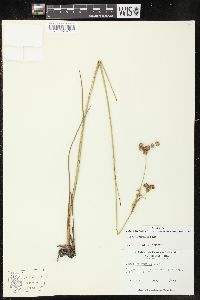 Juncus scirpoides image