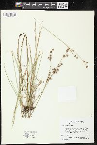 Juncus scirpoides image