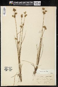 Juncus scirpoides image