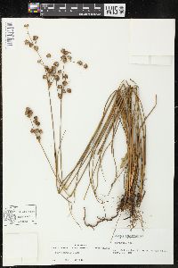 Juncus scirpoides image