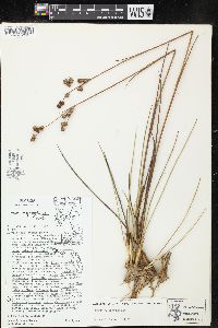 Juncus scirpoides image