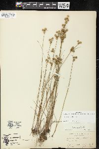 Juncus scirpoides image