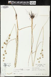 Juncus scirpoides image