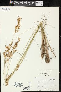 Juncus secundus image