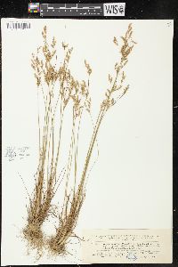 Juncus secundus image