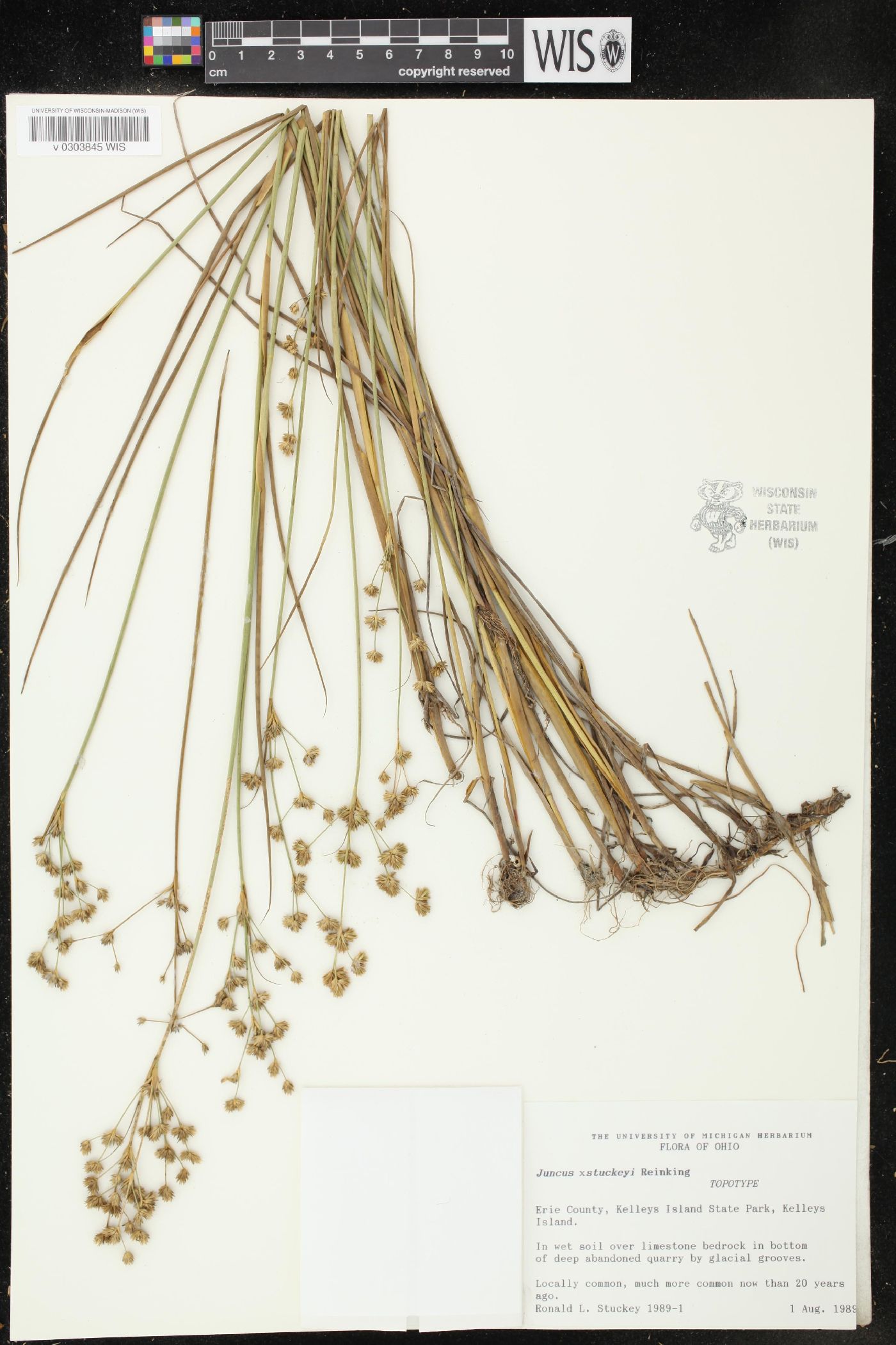Juncus x stuckeyi image