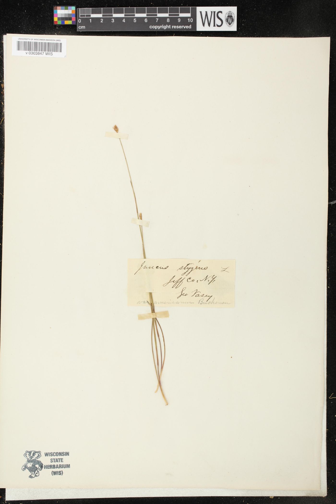 Juncus stygius var. americanus image