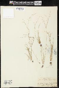 Juncus bufonius var. occidentalis image