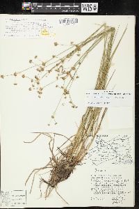 Juncus subcaudatus image