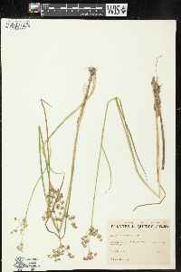 Juncus subcaudatus image