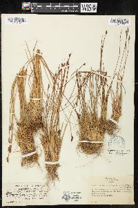 Juncus subtriflorus image