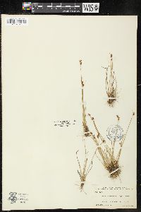 Juncus subtriflorus image