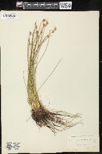 Juncus subtriflorus image