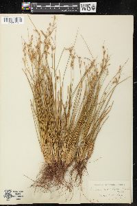 Juncus subtriflorus image