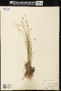 Juncus subtriflorus image