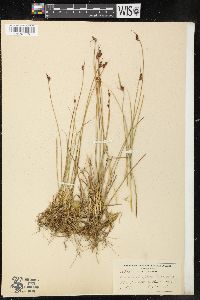 Juncus subtriflorus image