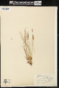 Juncus subtriflorus image