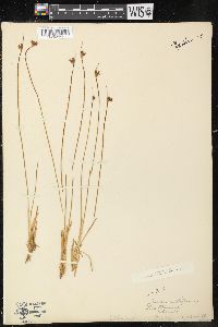 Juncus subtriflorus image