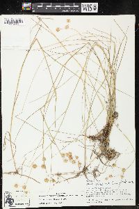 Juncus texanus image