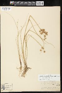 Juncus texanus image