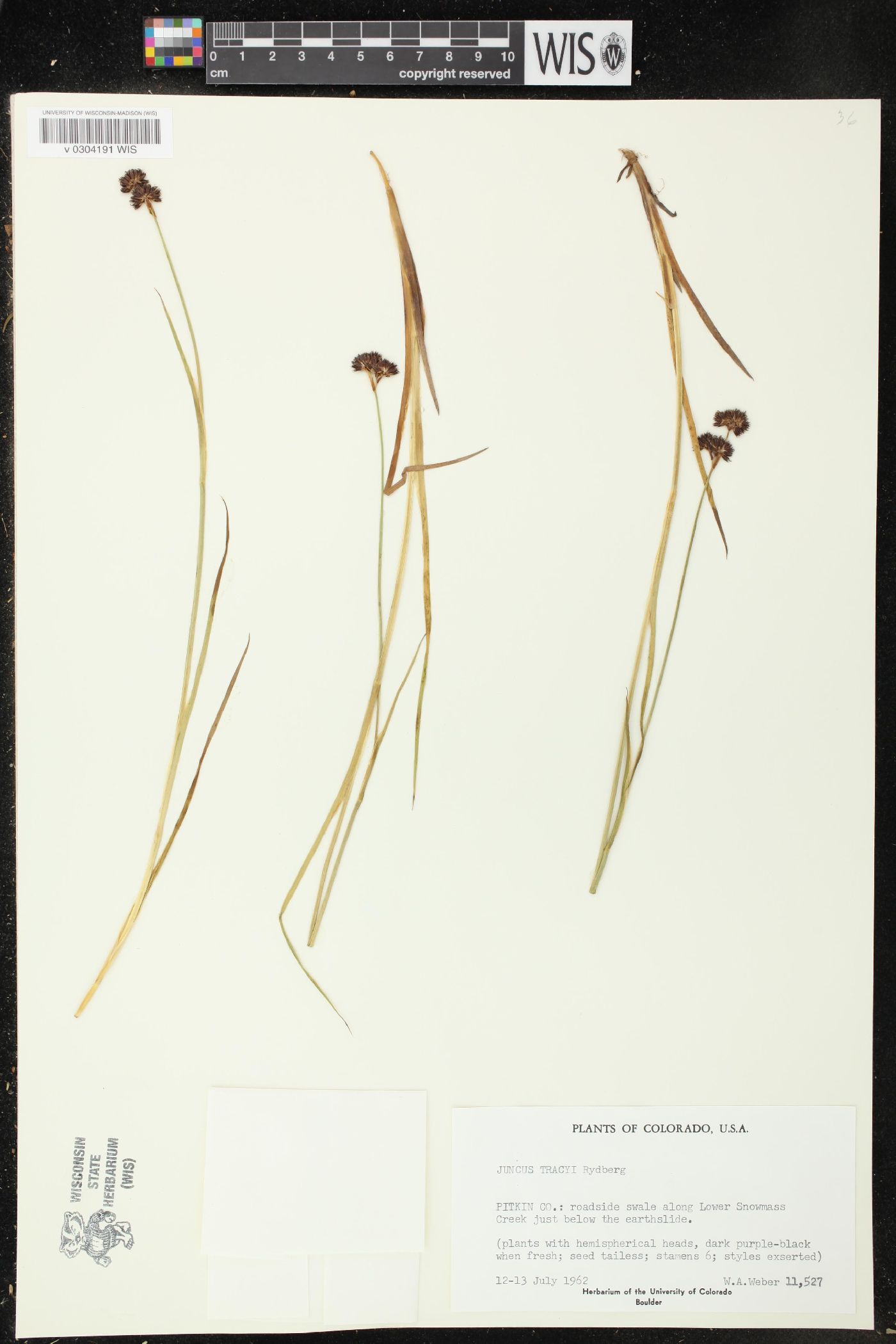 Juncus tracyi image