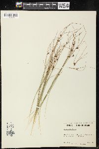 Juncus trifidus image