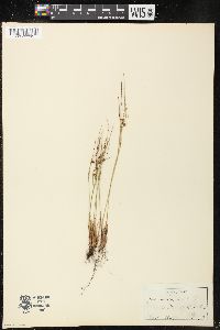 Juncus trifidus image