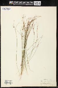 Juncus trifidus image