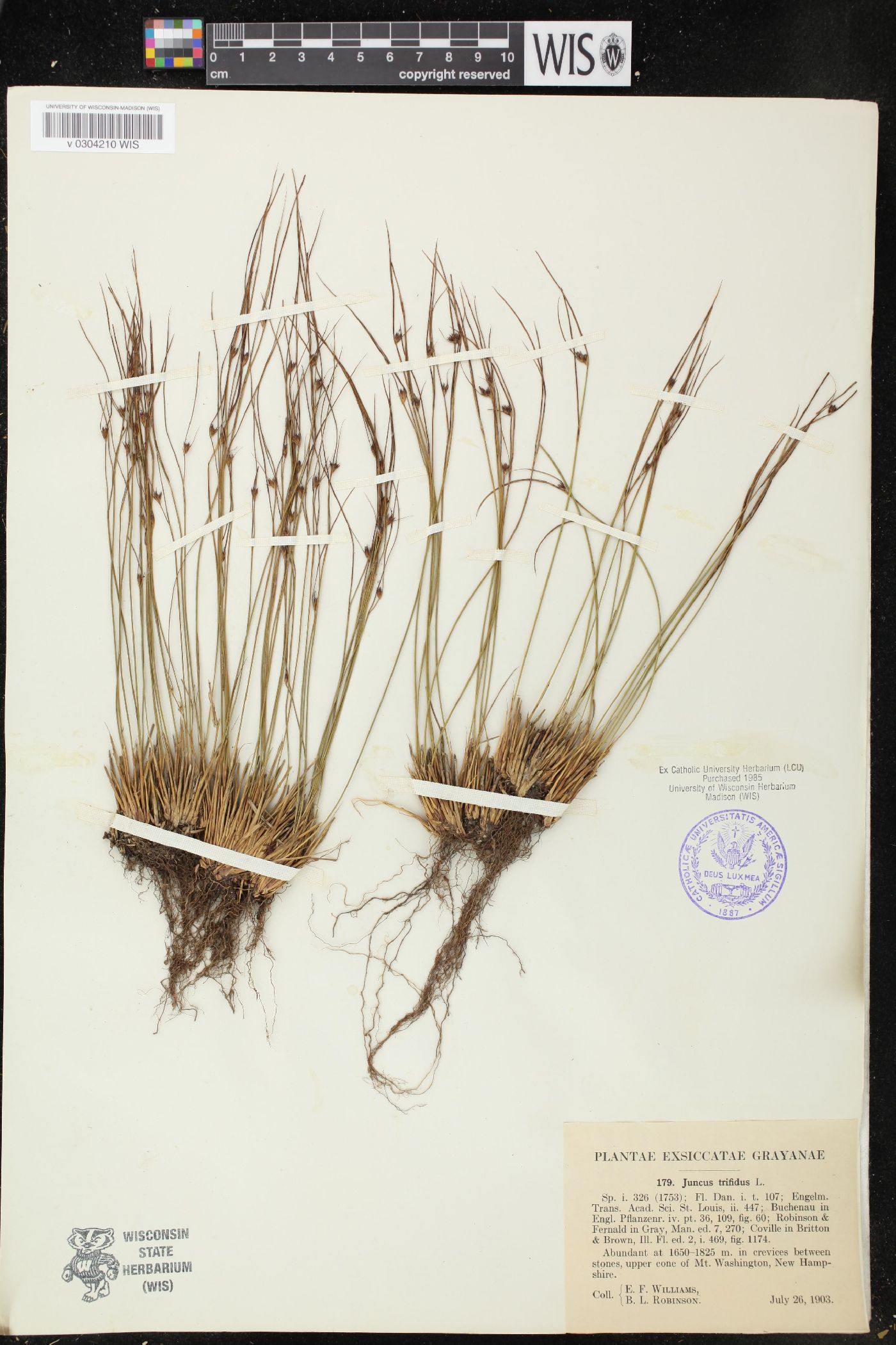 Juncus trifidus image