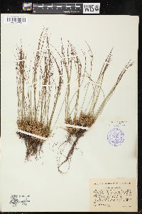 Juncus trifidus image