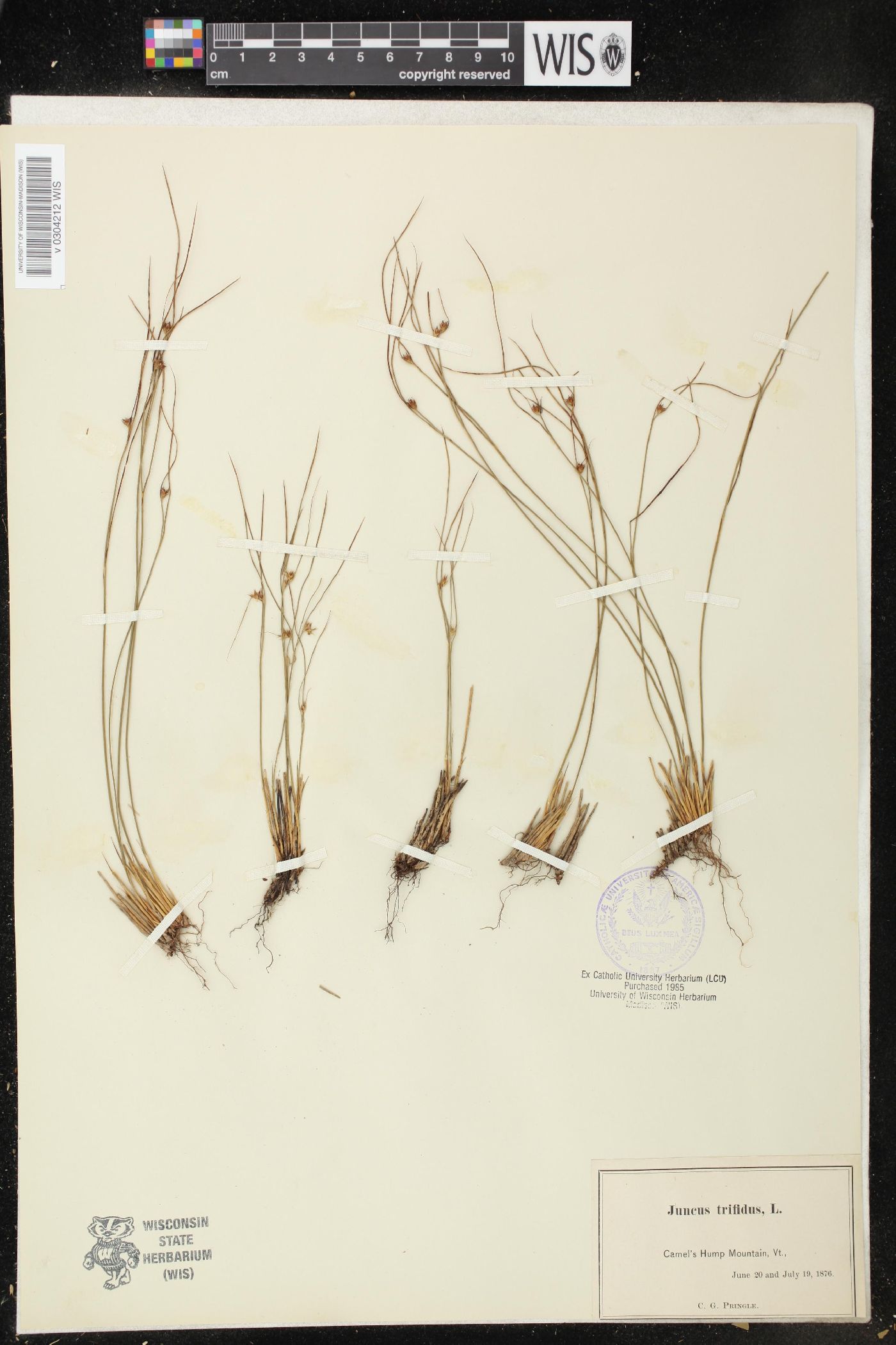 Juncus trifidus image