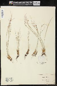 Juncus trifidus image