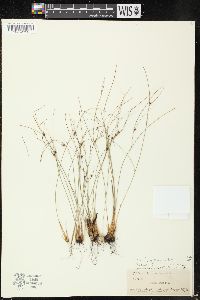 Juncus trifidus image