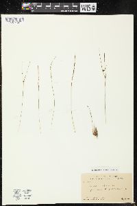 Juncus trifidus image