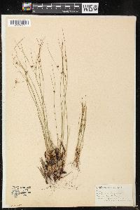 Juncus trifidus image