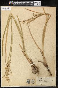 Juncus xiphioides image