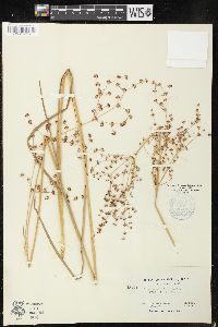 Juncus xiphioides image