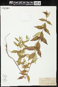 Lycopus sessilifolius image