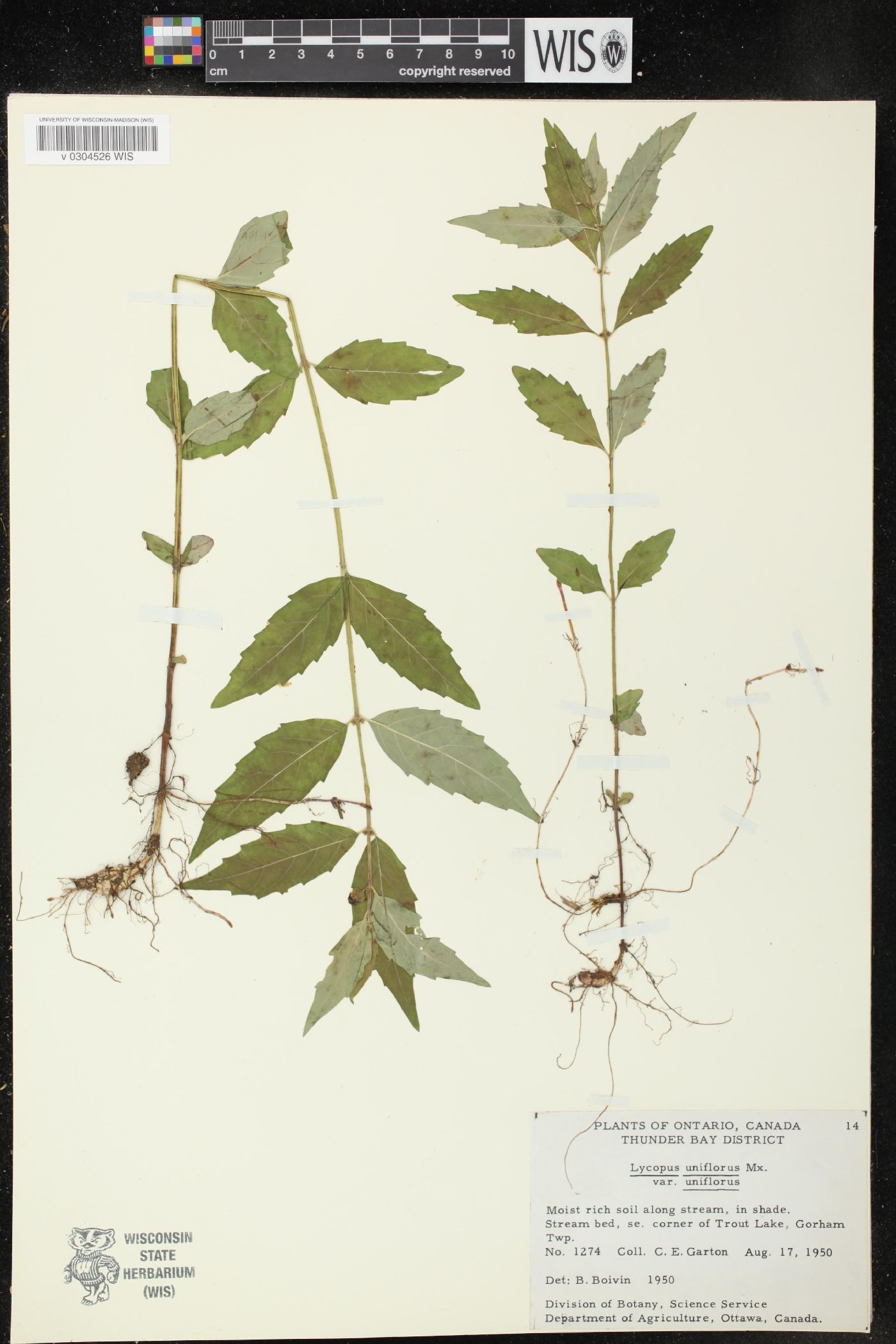 Lycopus uniflorus var. uniflorus image