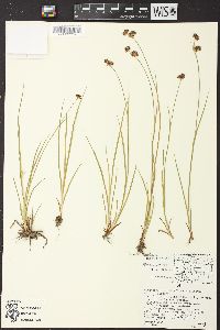 Juncus ensifolius var. montanus image