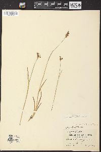 Juncus ensifolius var. montanus image